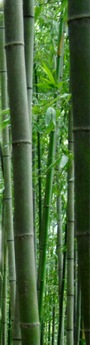 Bamboo