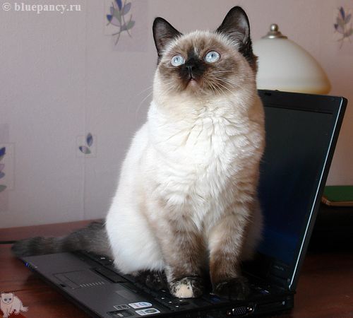 Сталинградский